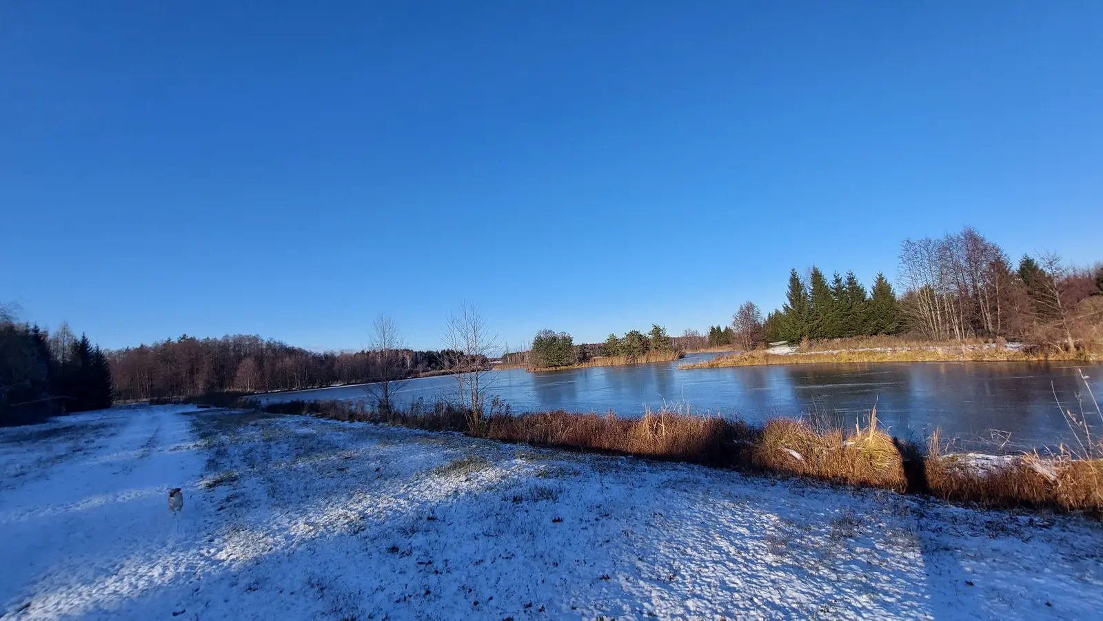 Zdjęcie przedstawia panoramiczny, poziomy krajobraz zimowy o proporcjach boków zbliżonych do 16:9, ukazujący zamarznięty zbiornik wodny w słoneczny dzień. Na pierwszym planie widoczna jest przysypana śniegiem ścieżka biegnąca wzdłuż brzegu, na której widać małego psa w ruchu. Brzeg stawu porastają suche, brązowe trawy i trzciny, które kontrastują z białym puchem i taflą lodu. W tle rozciąga się pas lasu mieszanego z widocznymi iglastymi świerkami oraz liściastymi drzewami bez liści, a wszystko to pod bezchmurnym, intensywnie niebieskim niebem. Kompozycja obrazu podkreśla spokój późnojesiennej lub wczesnozimowej przyrody w słoneczne popołudnie.