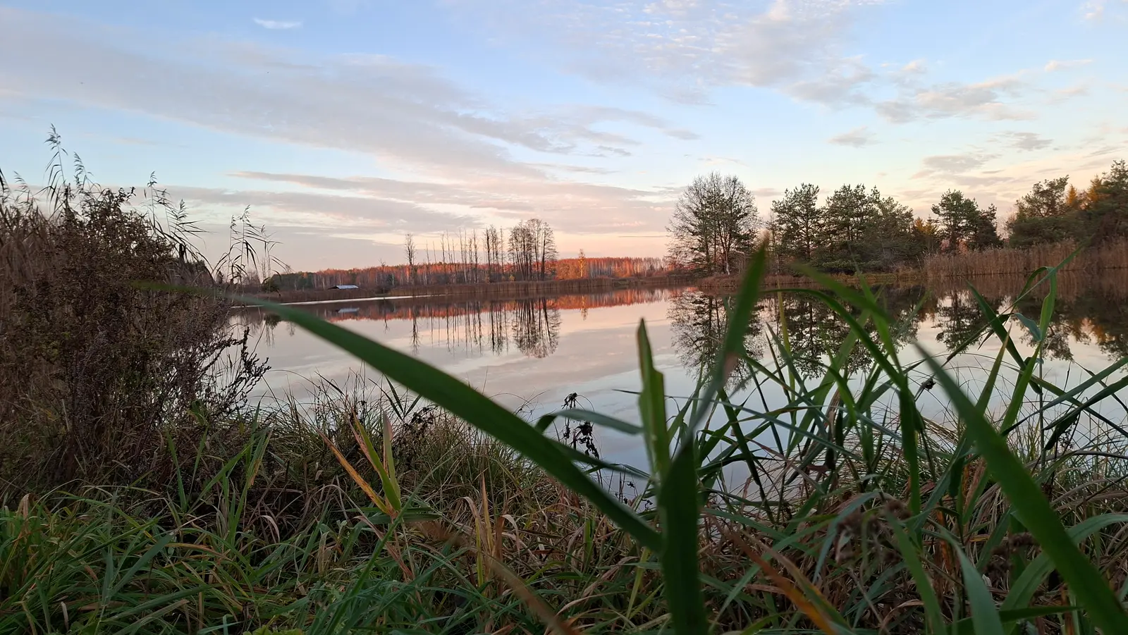 Zdjęcie krajobrazowe w formacie poziomym przedstawia spokojne jezioro o zachodzie słońca, otoczone lasem i trzcinami. Na pierwszym planie widoczne są wyraźne, zielone źdźbła traw, które wprowadzają głębię do kompozycji kadru. Gładka tafla wody pełni funkcję lustra, odbijając linię horyzontu z drzewami oraz delikatnie wybarwione, pastelowe niebo. Kolorystyka zdjęcia utrzymana jest w spokojnych, jesiennych tonach złota, brązu i błękitu, co buduje melancholijny, wieczorny nastrój. Całość kompozycji jest zrównoważona, z wyraźnym podziałem na część przyziemną, taflę wody oraz niebo, co czyni ją idealnym tłem o charakterze przyrodniczym.