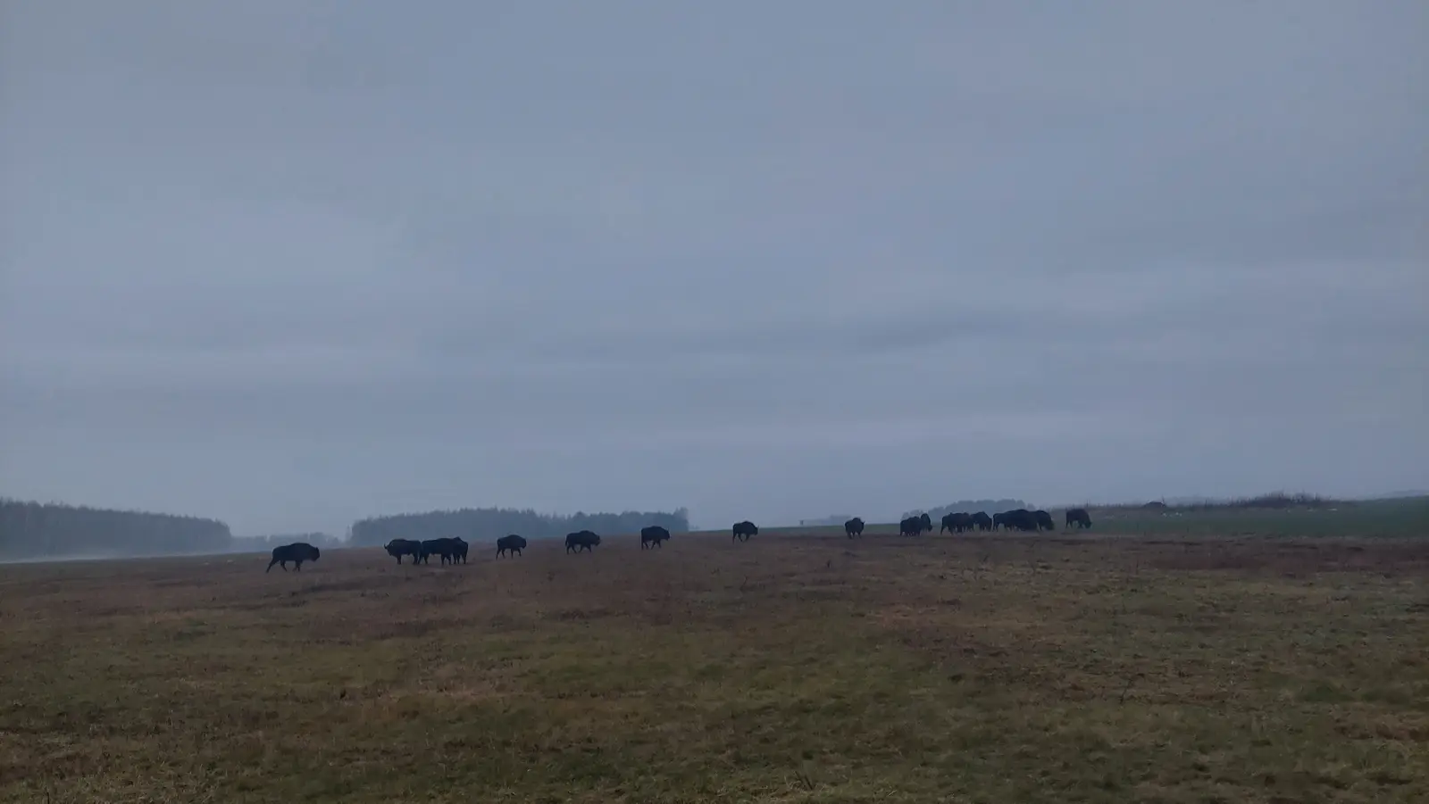 Zdjęcie wykonane w orientacji poziomej ukazuje rozległe, trawiaste pole w pochmurny, mglisty dzień. Na pierwszym planie widać szeroką, brązowawą przestrzeń, która przechodzi w linię horyzontu z zarysem odległego lasu. Głównym elementem kompozycji jest stado żubrów widoczne jako ciemne sylwetki, które swobodnie przemieszczają się przez łąkę. Niebo zajmuje znaczną część kadru, utrzymane w stonowanej, szarej tonacji, co nadaje całości surowego i naturalnego klimatu. Układ zdjęcia jest panoramiczny, podkreślający ogrom i otwarty charakter dzikiego terenu.