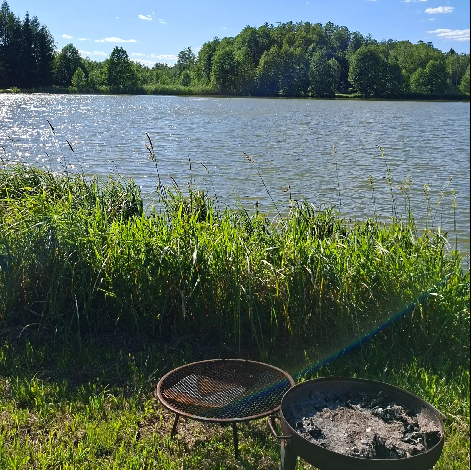 Zdjęcie w formacie kwadratowym przedstawia malowniczy widok nad brzegiem jeziora w słoneczny, letni dzień. Na pierwszym planie, na zielonej trawie, znajdują się dwa okrągłe grille ogrodowe – jeden z metalową kratką, a drugi z widocznymi resztkami popiołu po ognisku. Środkowy plan zajmuje wysoka, soczyście zielona trawa i trzciny, które częściowo zasłaniają taflę wody. W tle widać szerokie jezioro z wyraźnymi refleksami słońca na powierzchni oraz gęstą linię lasu porastającą przeciwległy brzeg. Niebo jest bezchmurne i błękitne, co podkreśla spokojny, rekreacyjny charakter letniego krajobrazu.
