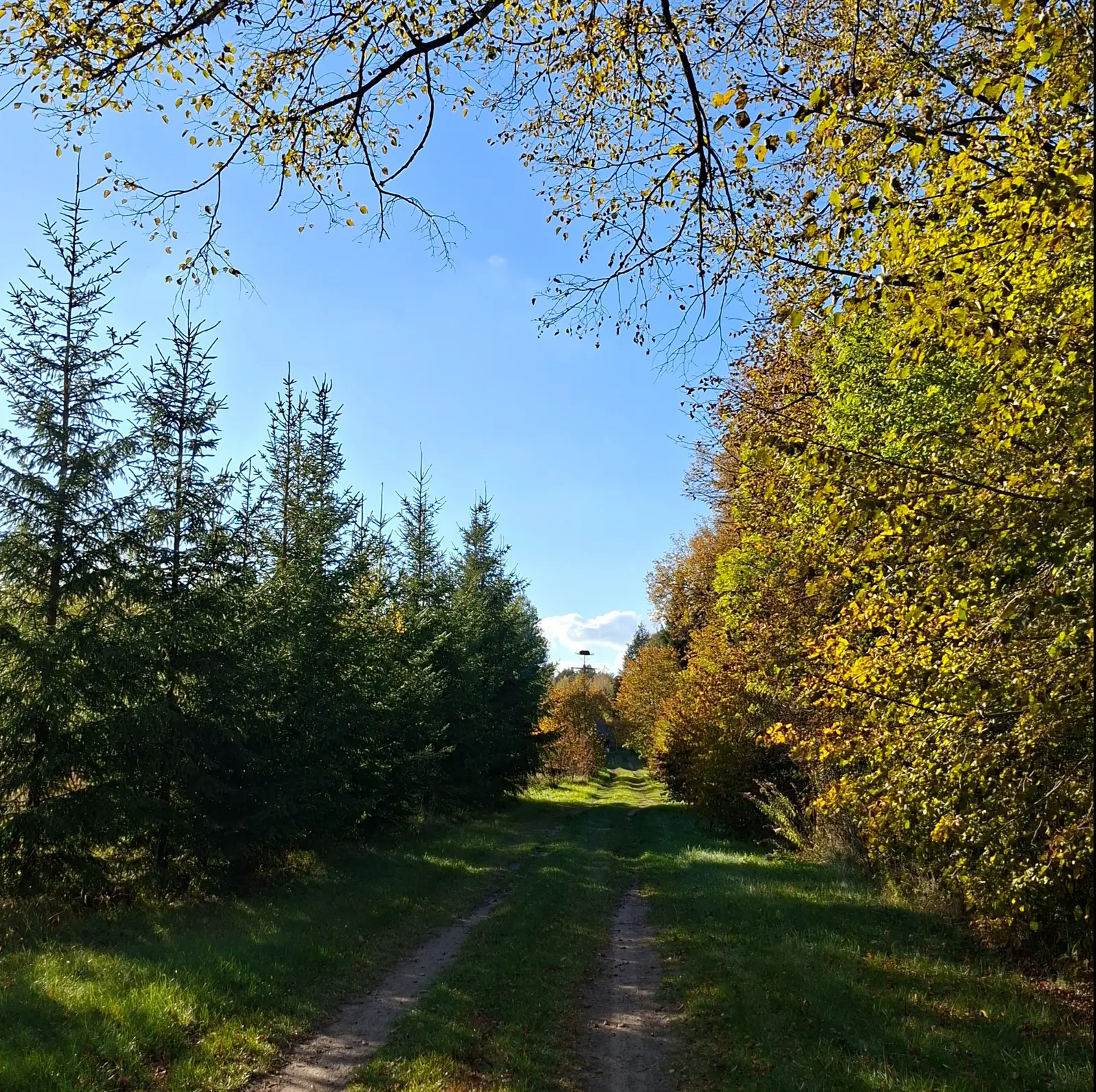 Zdjęcie o kwadratowym formacie ukazuje malowniczą, polną ścieżkę biegnącą przez las w słoneczny, jesienny dzień. Po lewej stronie drogi rośnie rząd młodych, gęstych świerków, natomiast po prawej stronie widoczne są drzewa liściaste o złotych i żółtych odcieniach jesiennych liści. Nad ścieżką rozpościera się wyraźne, błękitne niebo, częściowo przysłonięte przez zwisające z góry gałęzie drzew. W oddali, na końcu drogi, widoczny jest zarys słupa z gniazdem bocianim, który stanowi punkt centralny perspektywy. Cała kompozycja podkreśla kontrast między soczystą zielenią iglaków a ciepłą barwą jesiennej roślinności w świetle słonecznym.
